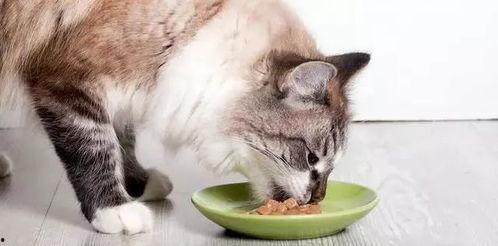 琪琪家的猫今日宜吃瓜,琪琪家的猫宜吃瓜