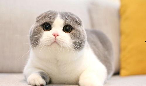 琪琪家的猫今日宜吃瓜,琪琪家的猫宜吃瓜