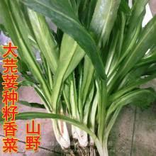 今日南宁蒲瓜价格行情,今日市场动态一览”