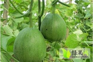山东单县脆梨瓜今日价格,价格行情一览
