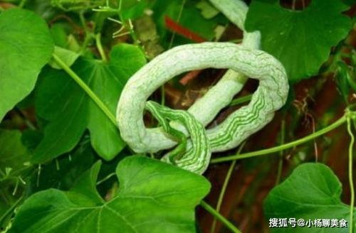 蛇瓜视频上热门是真的吗,热门背后有何秘密？