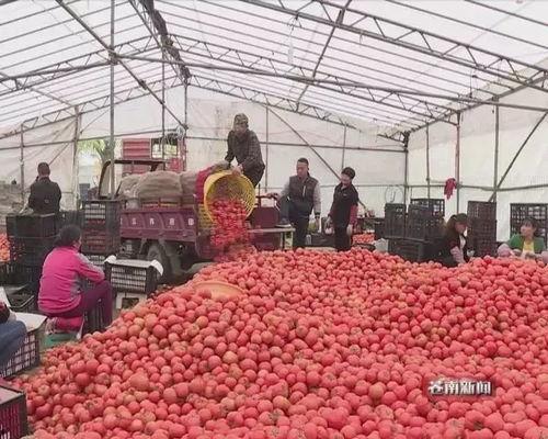 苍南热门大瓜,揭秘热门大瓜背后的真相