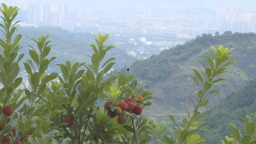 苍南热门大瓜,揭秘热门大瓜背后的真相