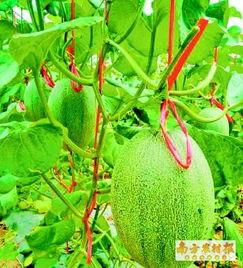 东方市哈密瓜今日价格,价格行情一览”