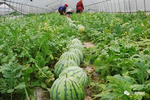 黑瓜头怎么吃最好呢图片,解锁最佳食用秘诀