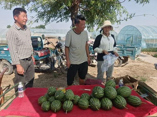 中牟县小吊瓜今日行情,丰收喜人，价格稳中有升