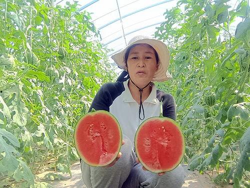 中牟县小吊瓜今日行情,丰收喜人，价格稳中有升