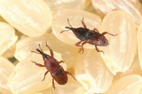 黑壳虾吃不吃小瓜虫,揭秘其对小瓜虫的偏好