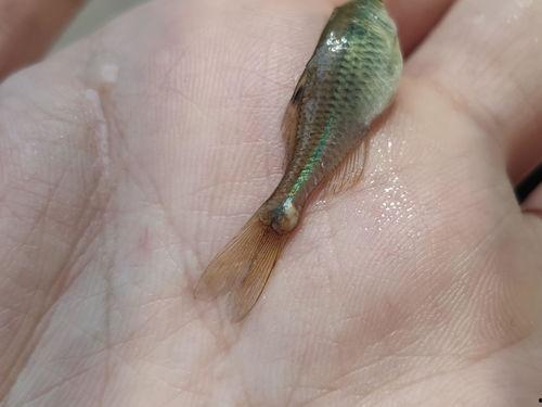 黑壳虾吃不吃小瓜虫,揭秘其对小瓜虫的偏好