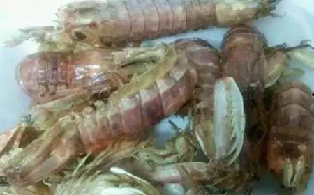 黑壳虾吃不吃小瓜虫,揭秘其对小瓜虫的偏好