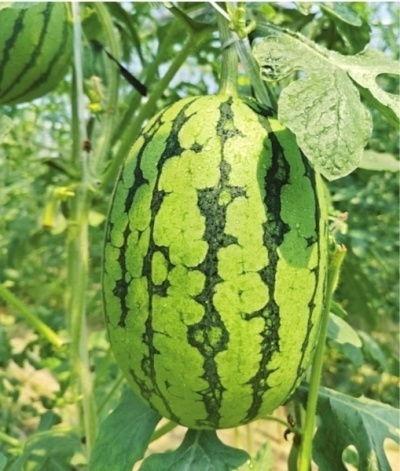 武汉热门瓜,盘点近期热门瓜，揭秘城市生活百态