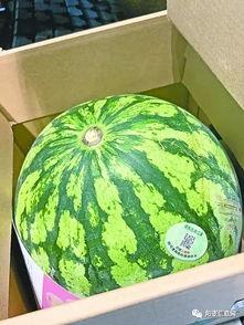 武汉热门瓜,盘点近期热门瓜，揭秘城市生活百态