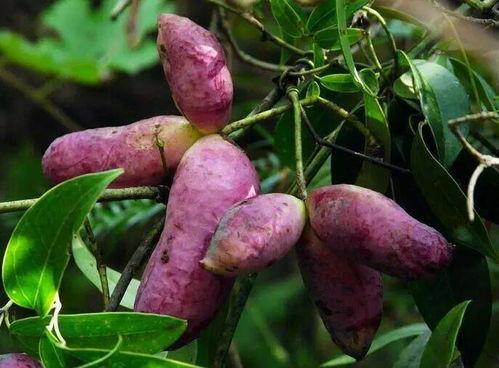 鉴定网络热门八月瓜,网络热门话题背后的神秘果实