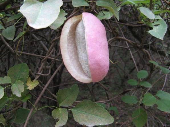 鉴定网络热门八月瓜,网络热门话题背后的神秘果实