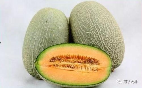 海南哈密瓜今日行情在哪看