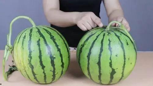 今日新鲜事酉瓜器