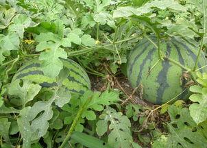 山东今日茭瓜价格行情最新,今日市场动态一览