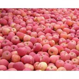 山东今日茭瓜价格行情最新,今日市场动态一览