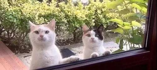 吃瓜网大本营喵小吉黑料,吃瓜网大本营的神秘黑料揭秘