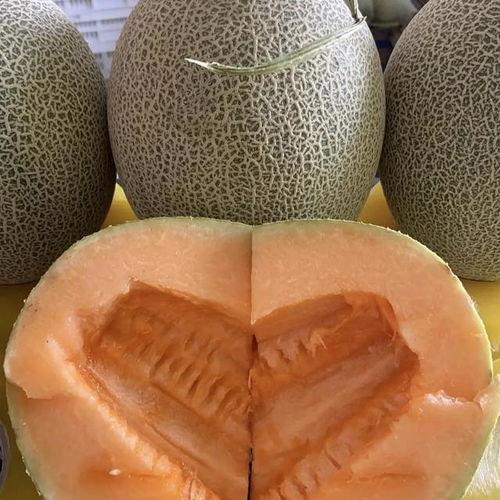 今日兰州哈密瓜多少钱,新鲜美味尽享实惠”