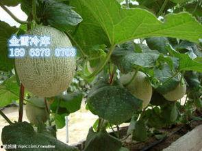 今日兰州哈密瓜多少钱,新鲜美味尽享实惠”