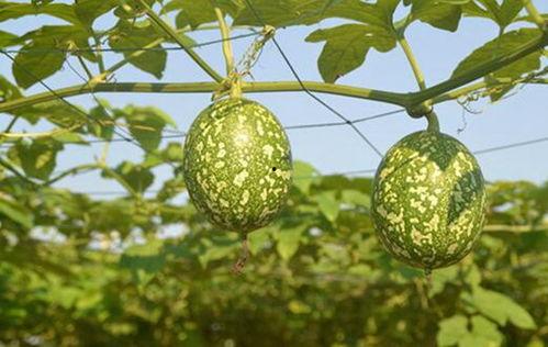 黑米和吊瓜可以一起吃么,健康搭配，美味共享