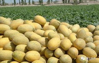 三亚哈密瓜今日价,价格行情一览”