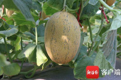 三亚哈密瓜今日价,价格行情一览”