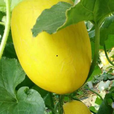 上热门金海阳网纹瓜,品味夏日清新，探寻瓜果新风尚