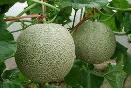 上热门金海阳网纹瓜,品味夏日清新，探寻瓜果新风尚