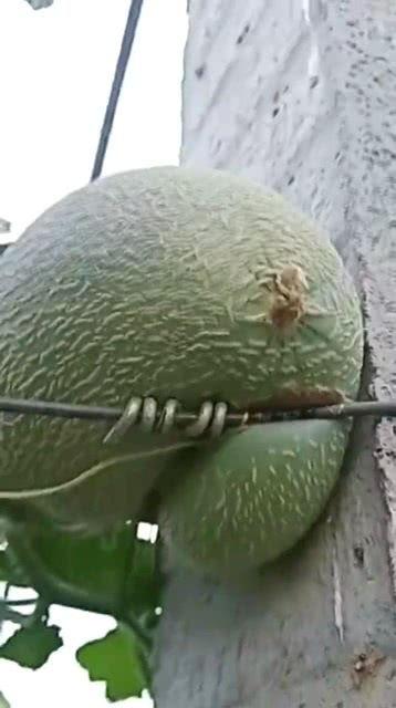 万邦哈密瓜今日价格,品质之选，价格透明