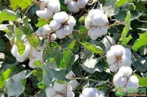 甘肃瓜州今日棉花价格,行情走势解析