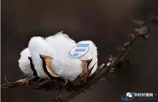 甘肃瓜州今日棉花价格,行情走势解析