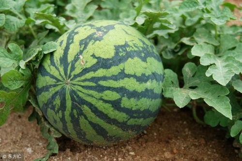 平顶山吃瓜热门事件,一场网络狂欢背后的真相与反思