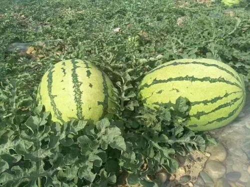 平顶山吃瓜热门事件,一场网络狂欢背后的真相与反思