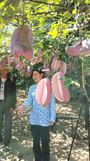 八月瓜热门视频在线播放,精彩瞬间回顾