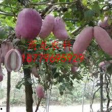 八月瓜热门视频在线播放,精彩瞬间回顾