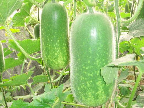 恩施英才热门大瓜,揭秘热门大瓜背后的真相