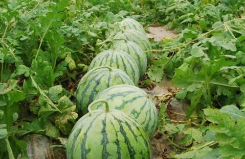 恩施英才热门大瓜,揭秘热门大瓜背后的真相