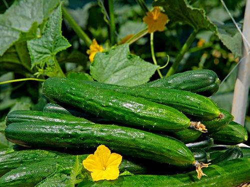 恩施英才热门大瓜,揭秘热门大瓜背后的真相