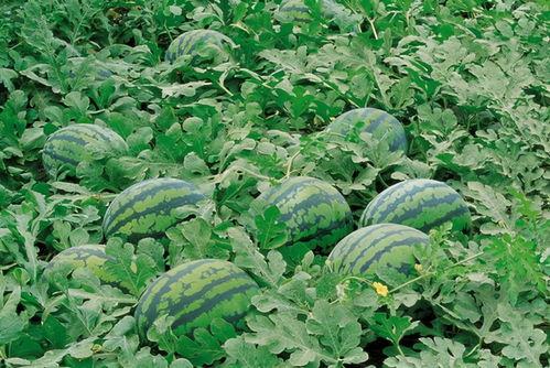 吊瓜今日价格表大全图片,今日市场行情大盘点