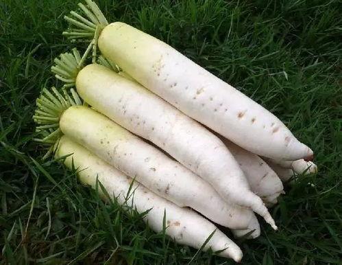 上热门瓜茬萝卜,探寻农村种植新风尚