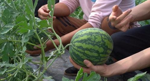 上热门瓜茬萝卜,探寻农村种植新风尚
