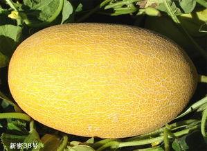 东方哈密瓜今日价格行情,价格波动解析