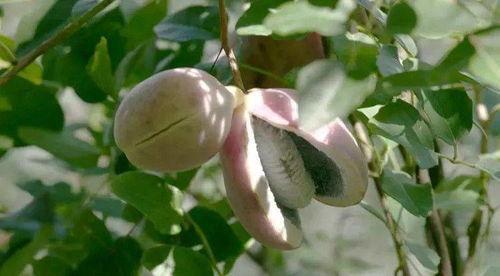 上热门新品种八月瓜,夏日新宠，天然果王的新篇章