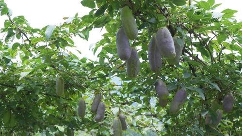 上热门新品种八月瓜,夏日新宠，天然果王的新篇章