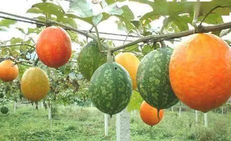 山东吊瓜今日行情价格表,价格波动与市场动态一览