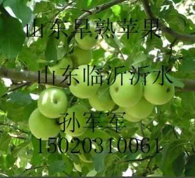 山东吊瓜今日行情价格表,价格波动与市场动态一览