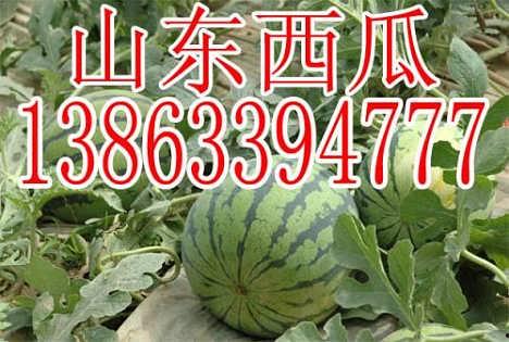 山东吊瓜今日行情价格表,价格波动与市场动态一览