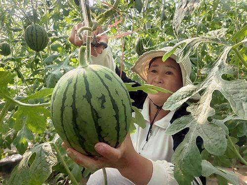 今日礼品小吊瓜批发价,新鲜美味，实惠之选！”